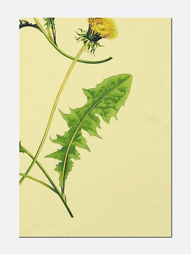 Burberry Dandelion floral print scarf 8082090